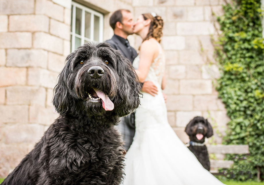 Black dog in foreground with newlyweds kissing in background at Aberdeen Wedding Venue Logie Country House